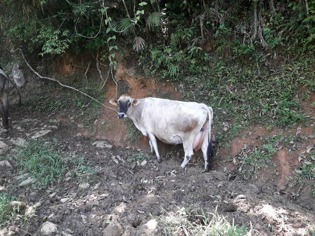 Vendo vacas leiteiras gir holandês Jersey
