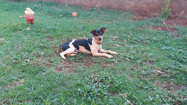 Fox Paulistinha - Foto 3