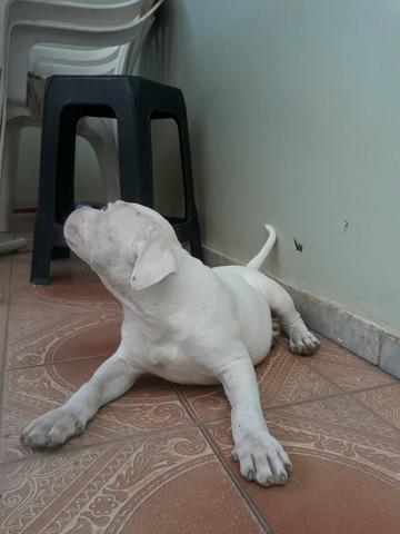 Filhotes de pitbul, pit bull com pedigree - Foto 5