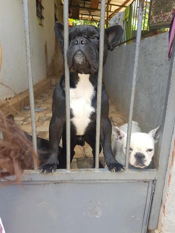 Buldog frances - Foto 3