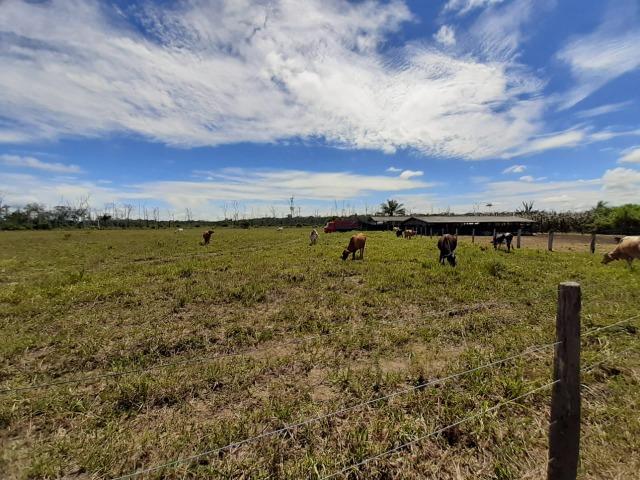 Fazenda com 160 hectares em Mucajai/RR, ler descrição do anuncio - Foto 15