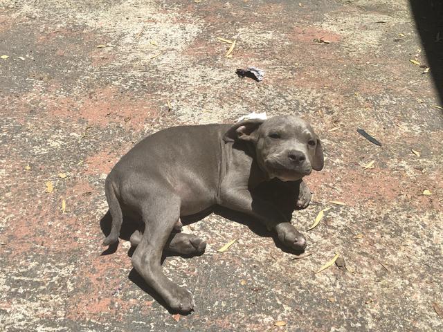 Pitbull monster (blue nose) - Foto 2