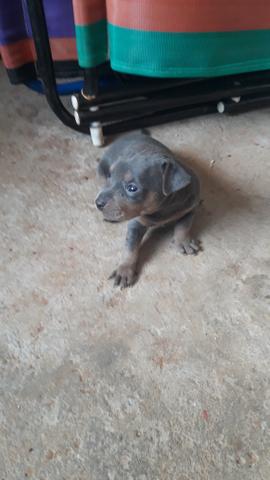 Pinscher filhotes - Foto 2