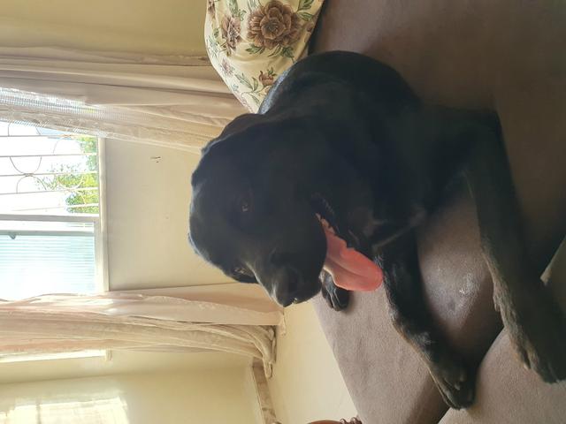 Labrador preto