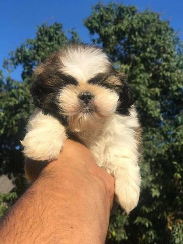 Para vc presentear quem Ama Shih tzus Filhotes Alto Padrão - Foto 4