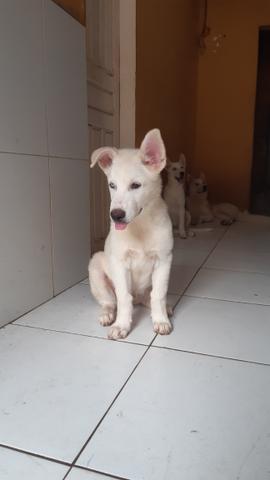 Filhotes de husky siberiano - Foto 2