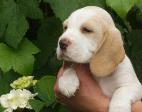 Beagle Filhotes Recibo Garantia Pedigree - Foto 2