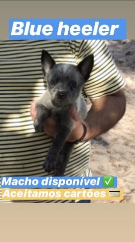 Filhotes de Blue heeler - Foto 4