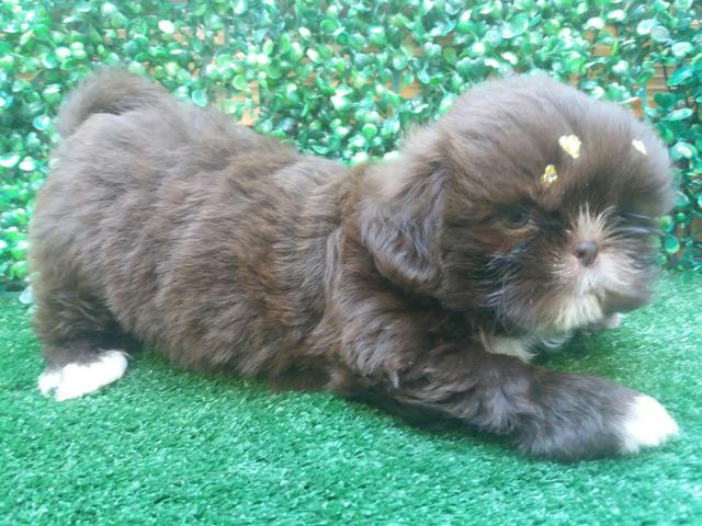 ShihTzu Filhote Femea Pronta Entrega a partir de R$ 500,00