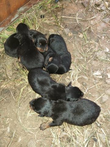Cachorros - Foto 3