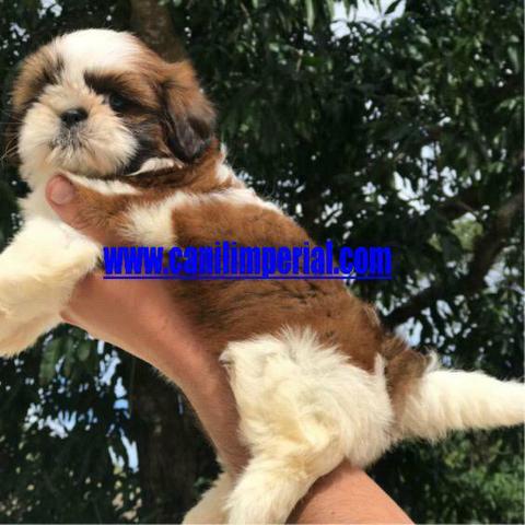 Vacinados e Vermifugados Shih Tzu Documentados Pronta Entrega - Foto 2