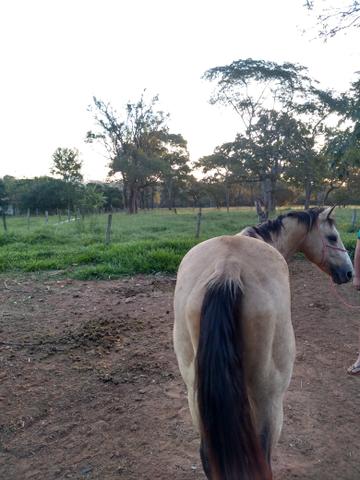 Cavalo inteiro - Foto 4