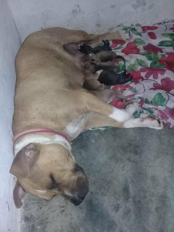 Piit Buull American Staffordshire!!! - Foto 3