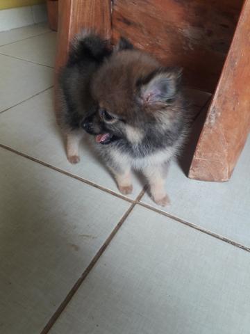 Lulu pomerania - Foto 3