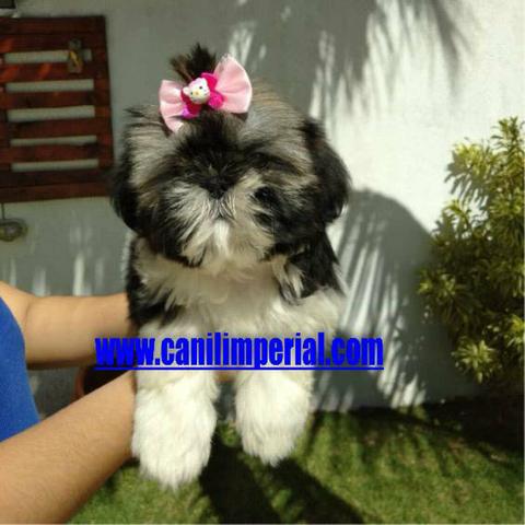 Os Melhores Shih tzus aqui Pronta Entrega Documentados gratuitamente - Foto 5