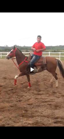 Cavalo