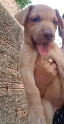 Cachorro Pitbbul com labrador - Foto 3