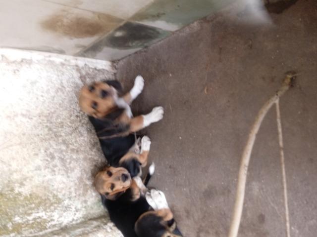 Filhotes de cachorro - Foto 5