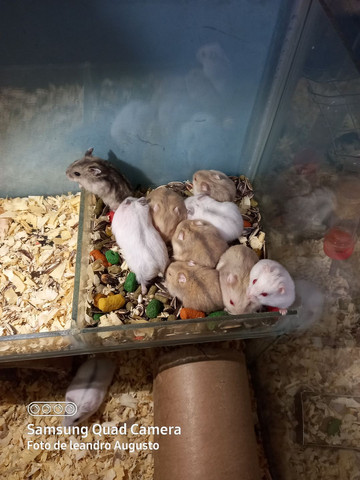 Hamster anão russo filhotes saudáveis - Foto 3