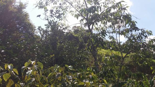 Linda área em Viana 5.000m2 - Foto 7