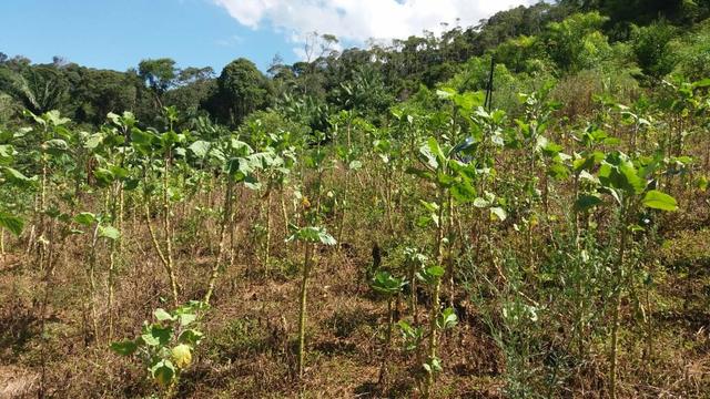 Linda área em Viana 5.000m2 - Foto 6