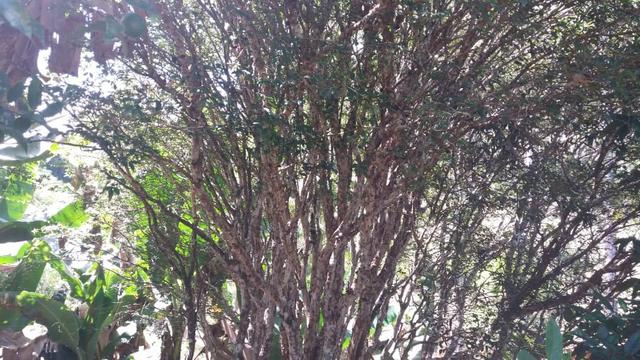 Linda área em Viana 5.000m2 - Foto 4