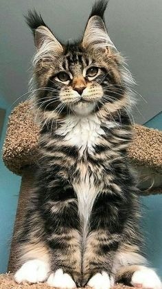 maine coon