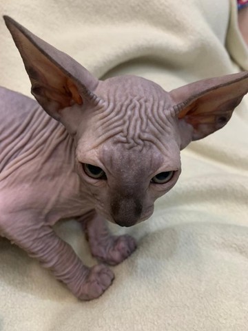 sphynx