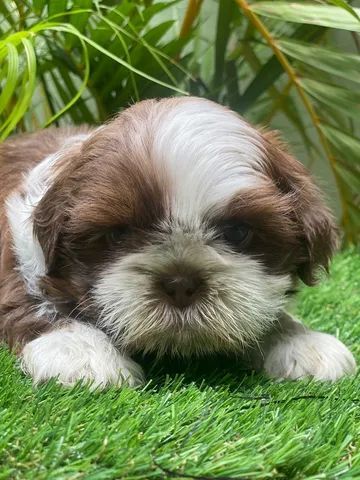 Belos Shihtzu 