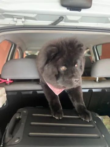 Chow chow 7 meses  - Foto 2