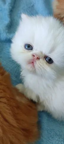 Belos Persas - Foto 2