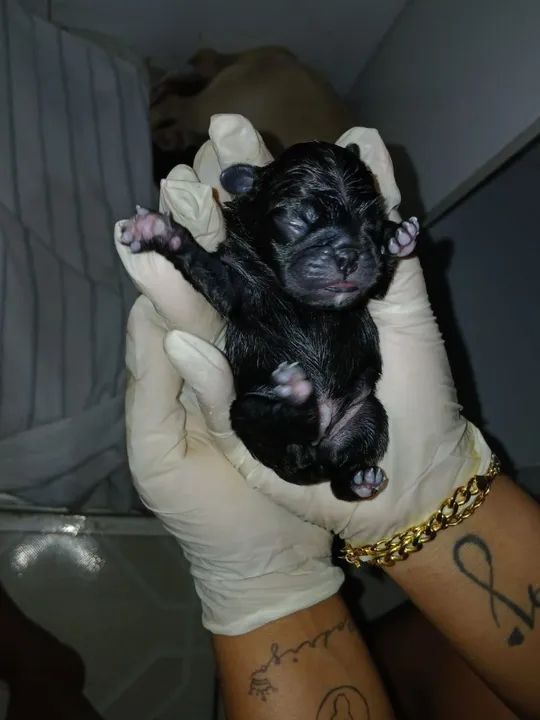 Pug Recém Nascido  - Foto 3