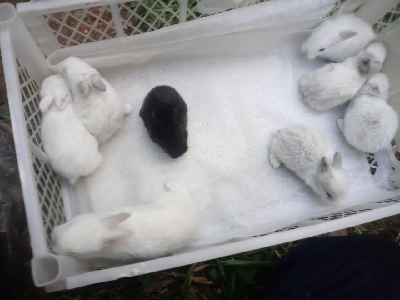 Os minis lindos para presentiar , continuam mais lindos ainda.