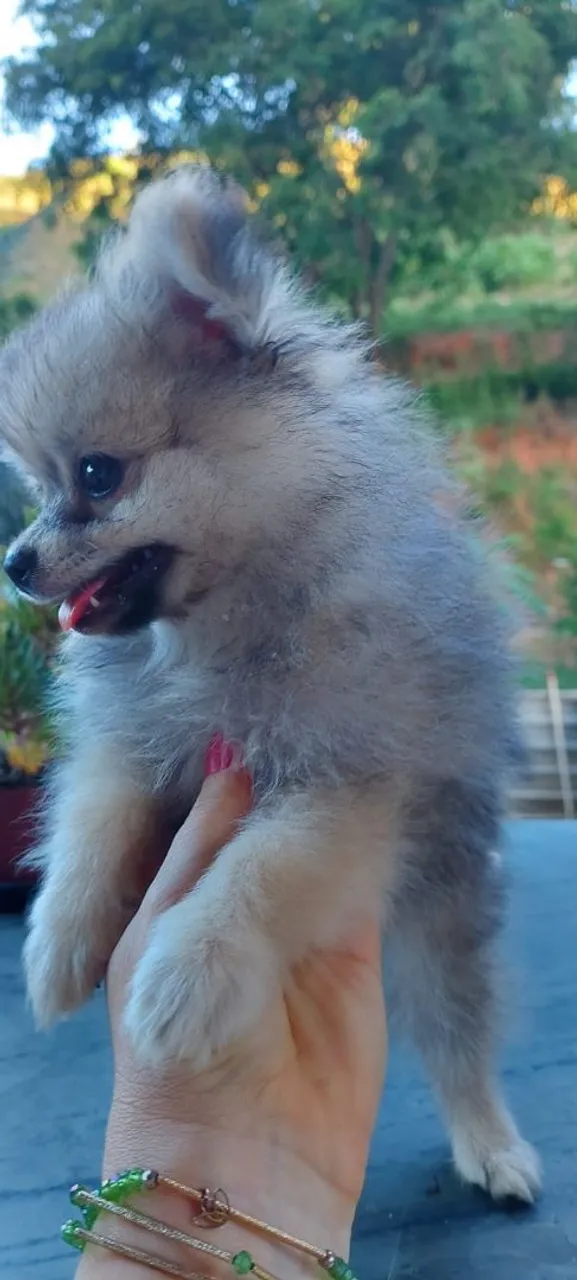 Spitz alemão macho disponível