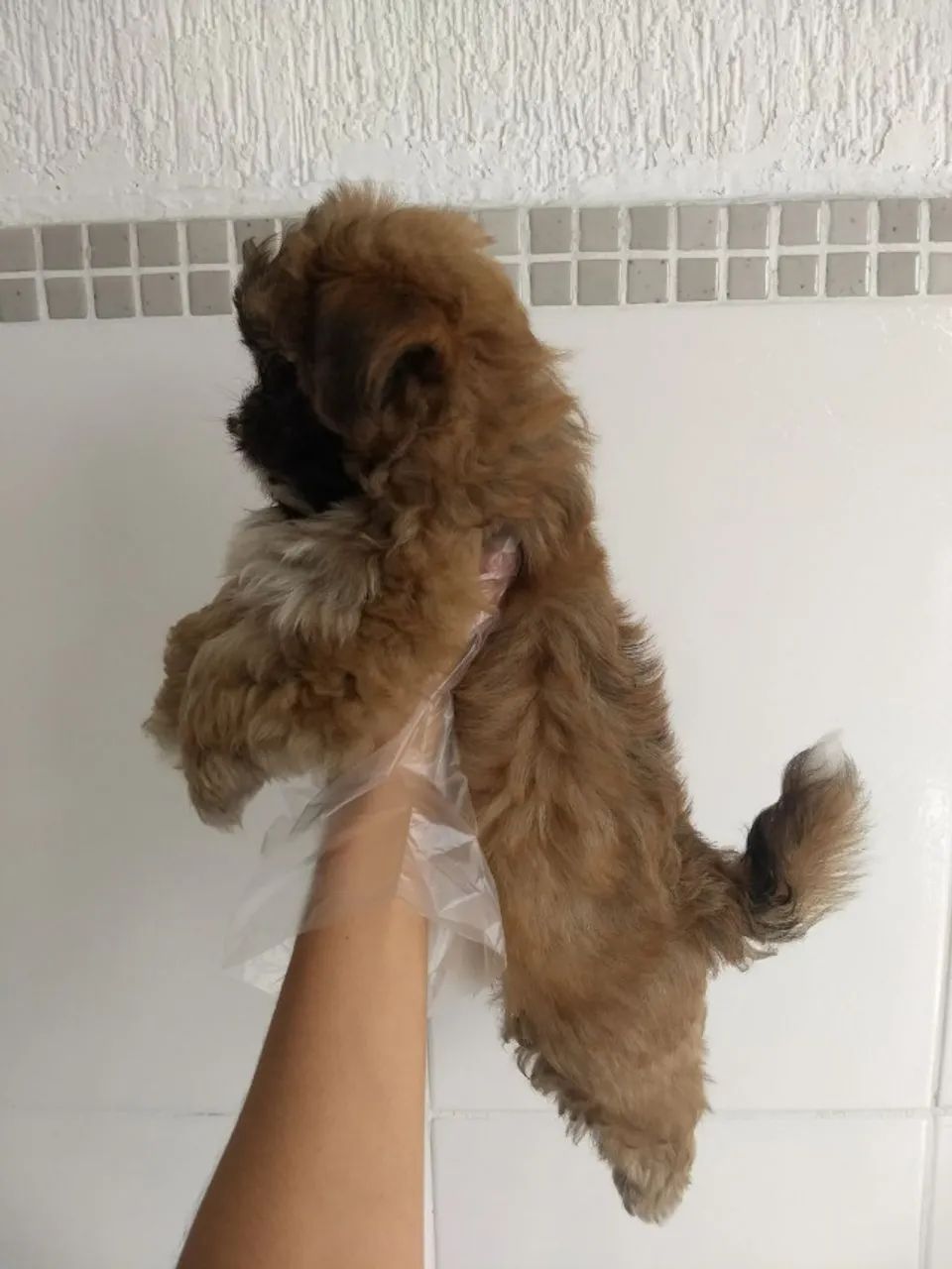  Lhasa Apso Lindos filhotes á pronta entrega, com todo o pós venda e suporte que você prec - Foto 2