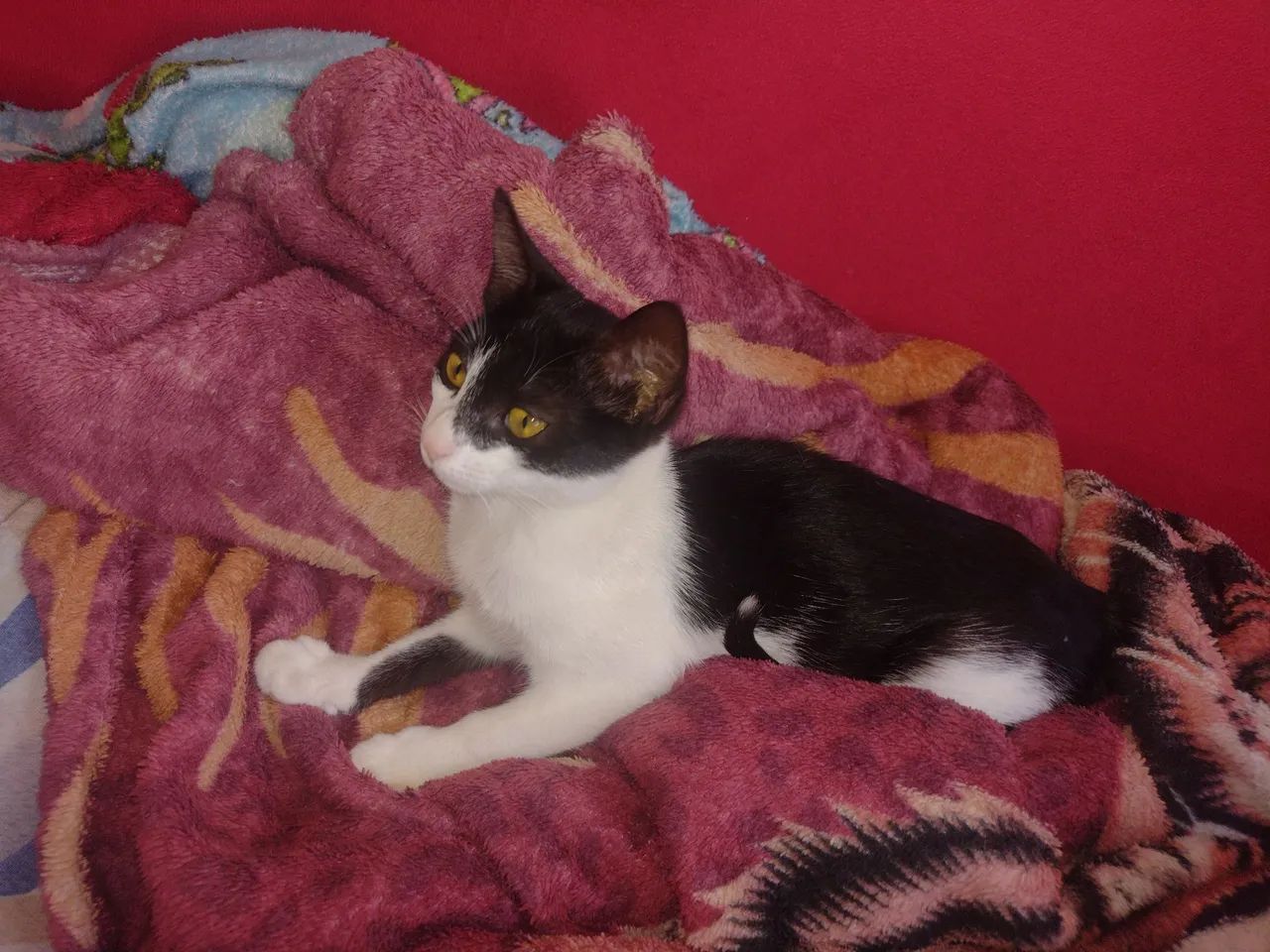 Olha só que fofura essa mocinha - Foto 4