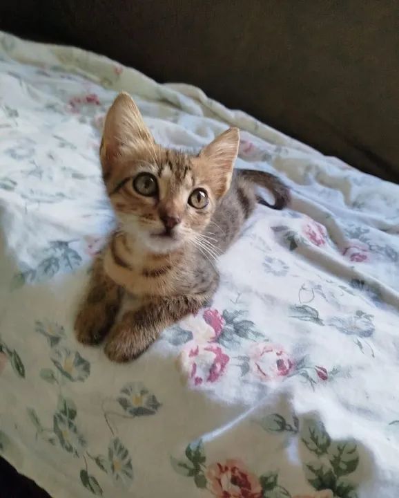 FILHOTES gatinhos para adoção  - Foto 3