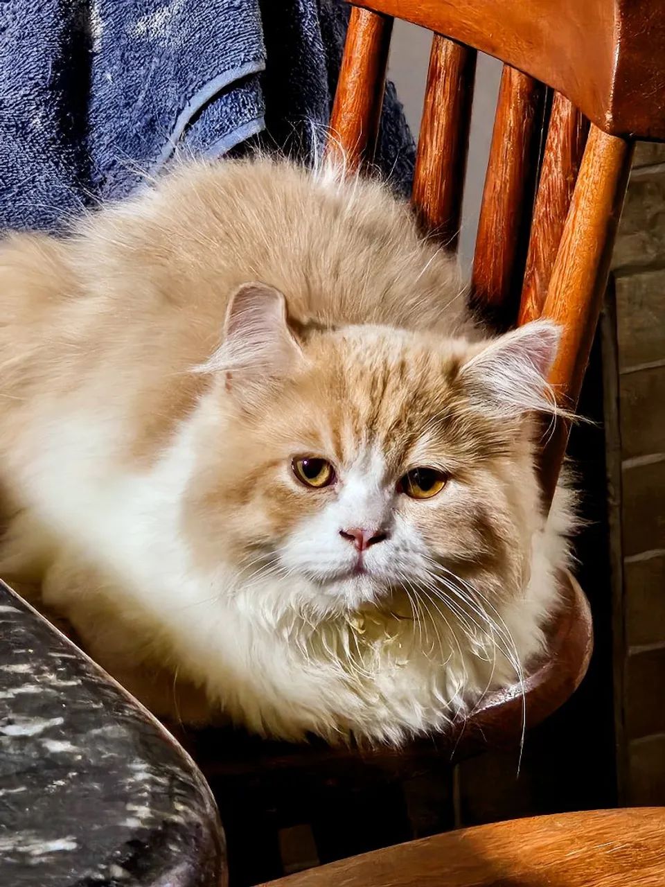 Lindos Filhotes de Gatos Persa - Foto 3