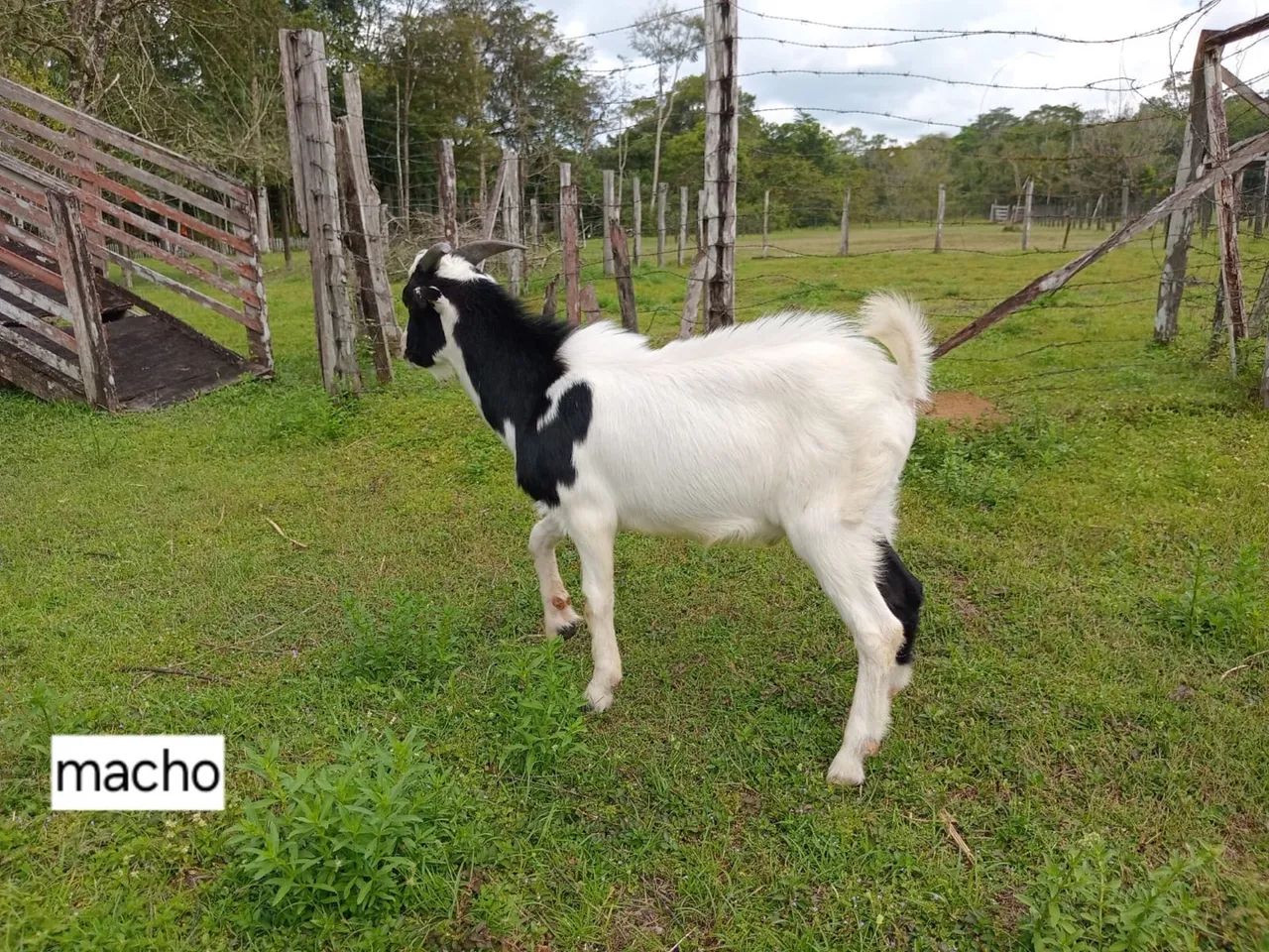 Mini Bode Macho - Animal Exótico - Foto 5