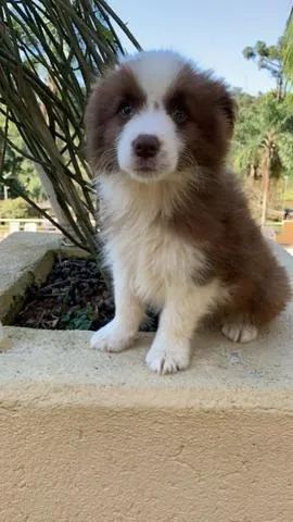 Border Collie - Macho marerom 51 dias- Para adquirir seu pet, nos contate- 11 960.16.49.76