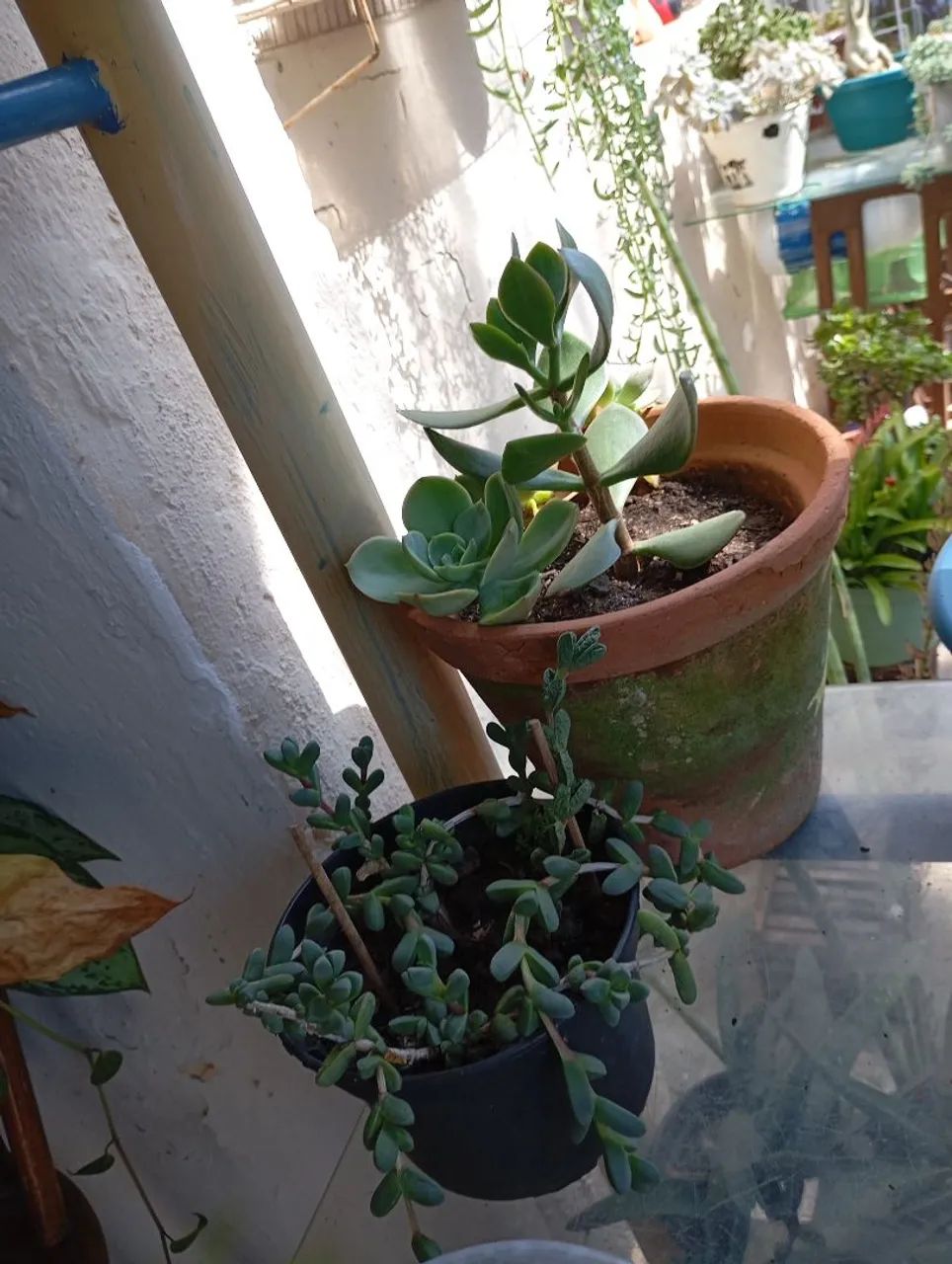 Kalanchoe Thyrisiflora - Plantas Suculenta - Foto 3
