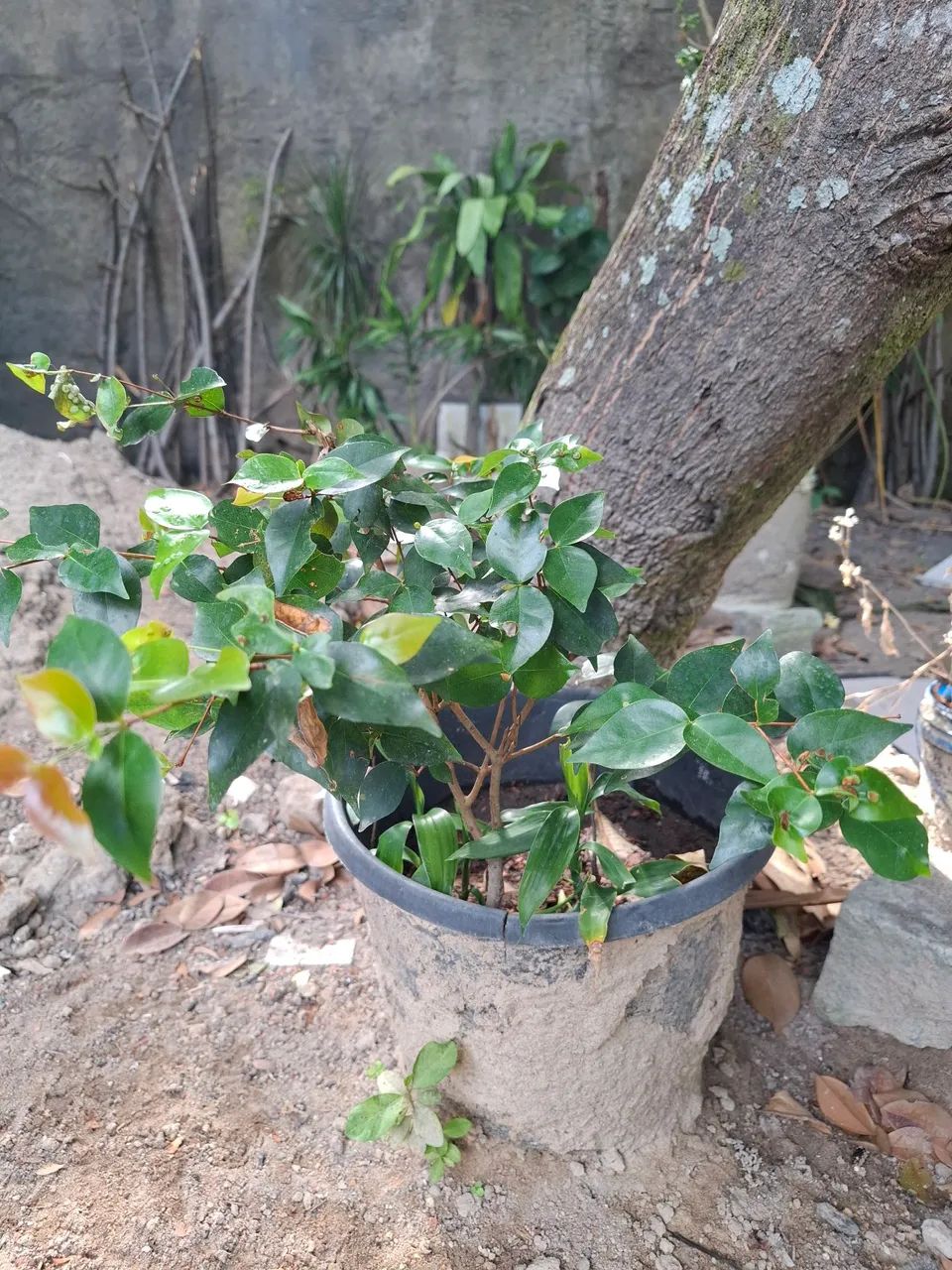 Muda de Pitanga - Foto 2