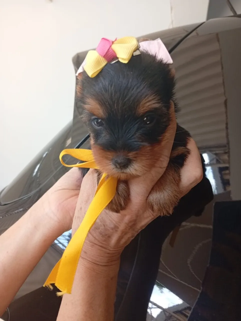 Yorkshires Mini Prontos Para Roubar Seu Coração!
