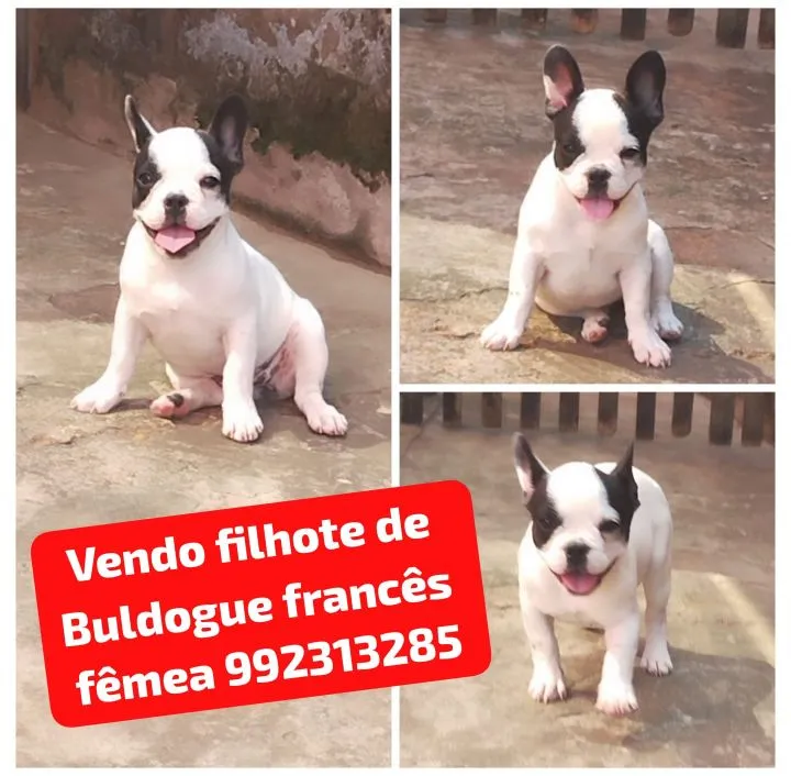 Vendo filhote fêmea de Bulldog Francês