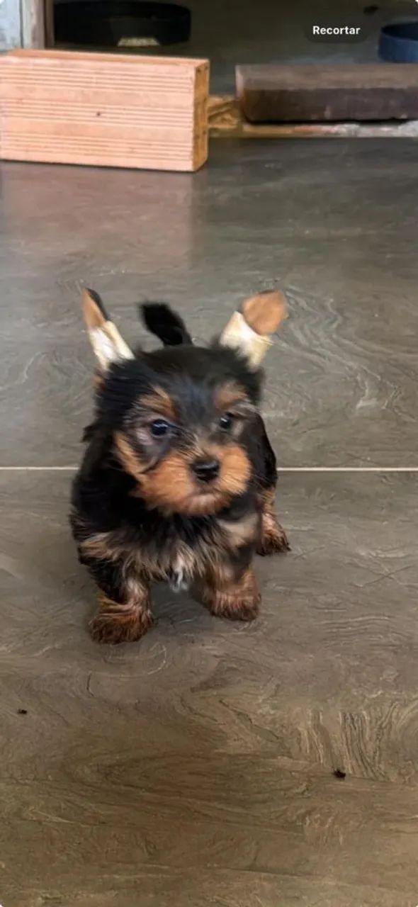 Yorkshire Terrier Filhote