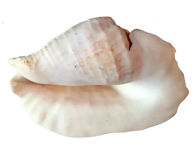 Concha do mar natural gigante - Foto 3