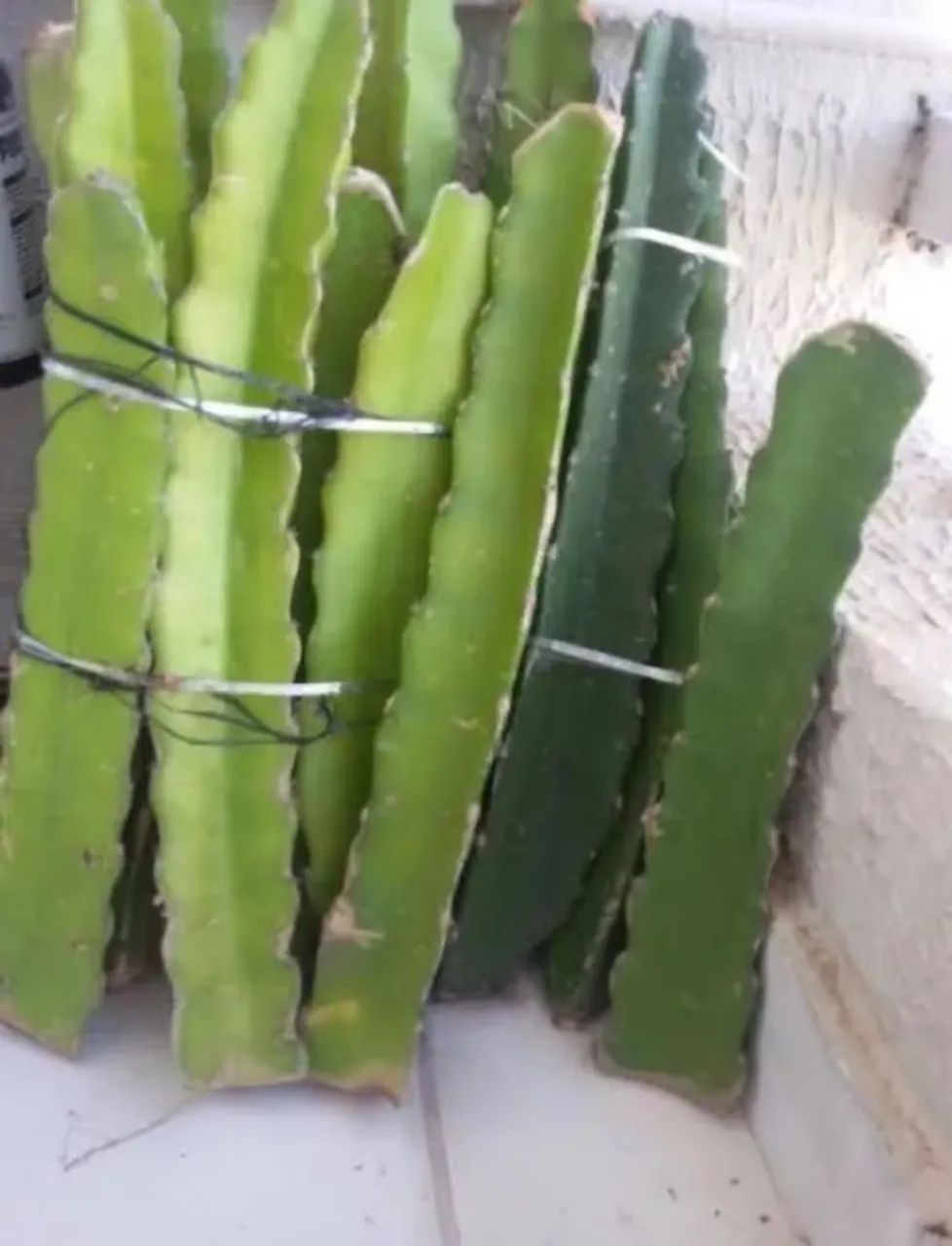 Mudas de pitaia 