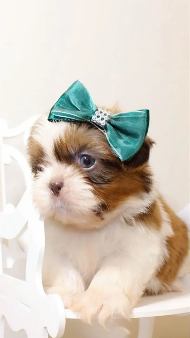 Filhote de Shih Tzu com laço macho e fêmea