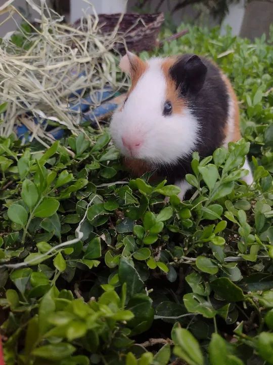 Porquinho da índia disponível  - Foto 2