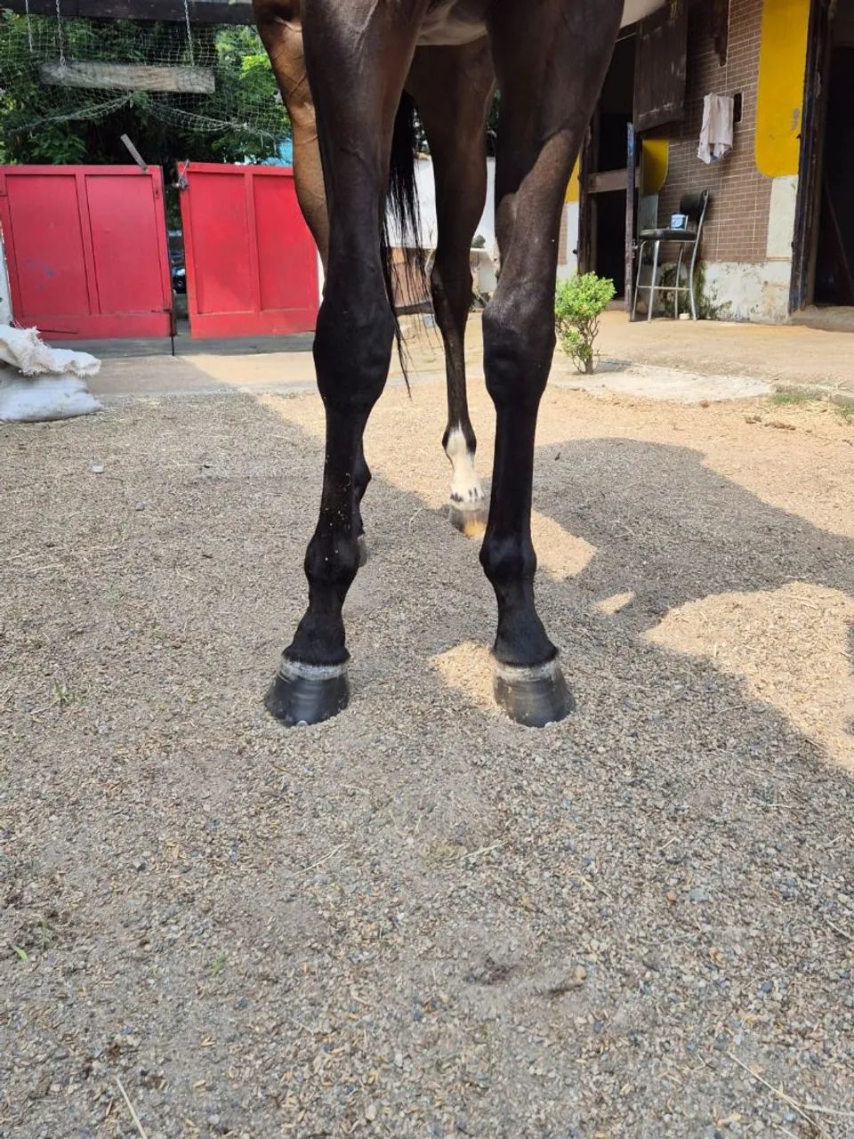 Cavalo Psi  - Foto 2